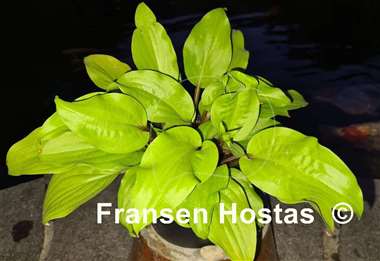 Hosta Mango Salsa