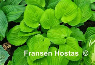 Hosta Mango Smoothie