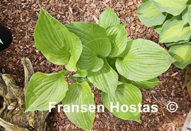 Hosta Mango Smoothie