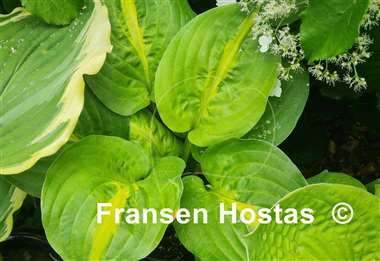 Hosta Mango Tango