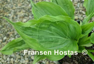 Hosta Maniac