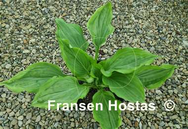Hosta Maniac