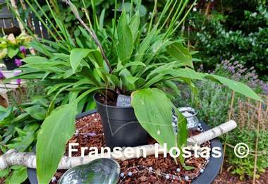 Hosta Maraschino Cherry