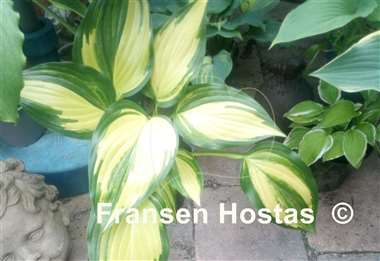 Hosta Marbled Cream Elite