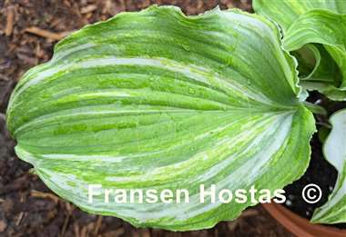 Hosta Marilyn Monroe Streaked