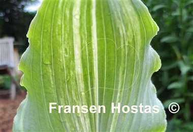 Hosta Marilyn Monroe Streaked