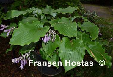 Hosta Marilyn Monroe