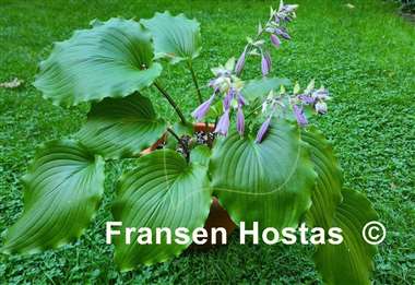 Hosta Marilyn Monroe