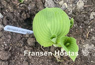 Hosta Marmalade on Toast