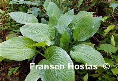 Hosta Marmalade on Toast