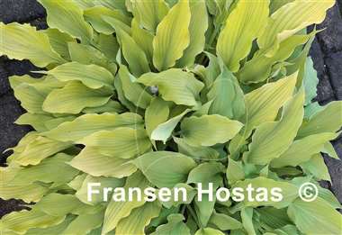 Hosta Marrakech