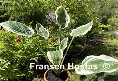 Hosta Marshmallow Clouds