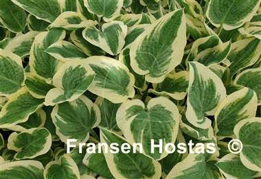 Hosta Marshmallow Clouds