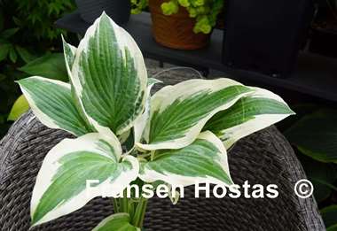 Hosta Marshmallow Clouds