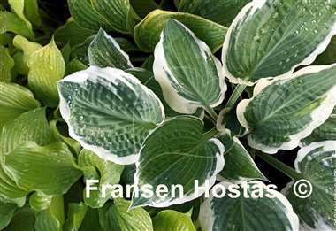 Hosta Marshmallow Clouds
