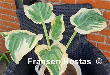 Hosta Marshmallow Clouds