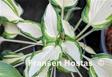 Hosta Marshmallow Sky