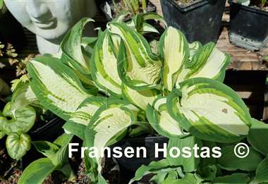 Hosta Marshmallow Sky