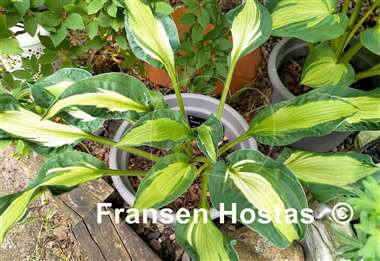Hosta Mary Marie Ann