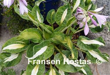 Hosta Mary Marie Ann