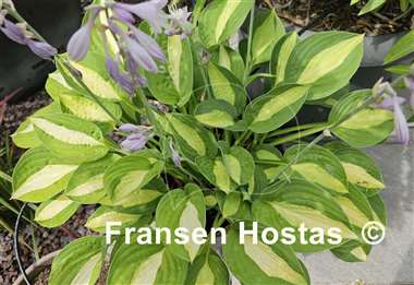 Hosta Mata Hari