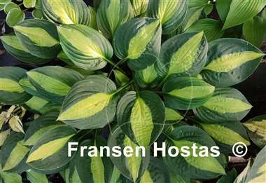 Hosta Mata Hari