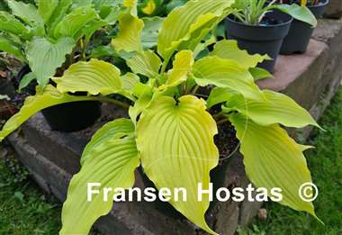 Hosta Maya Infatuation