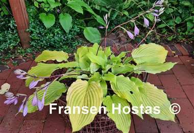 Hosta Maya Infatuation