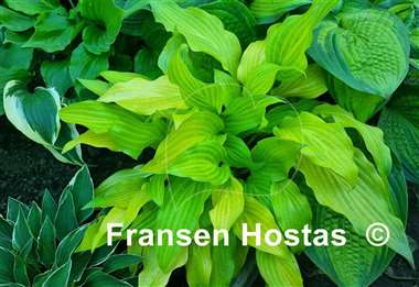 Hosta Maya Tritone