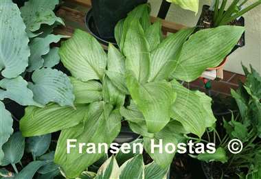 Hosta Mean Gene