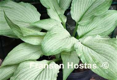 Hosta Mean Gene