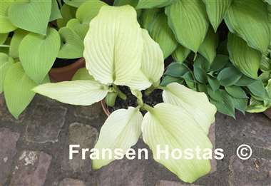 Hosta Mean Gene