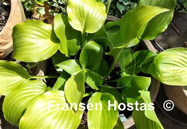 Hosta Mean Green Thing