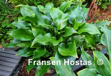 Hosta Mean Green Thing