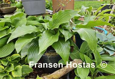 Hosta Mean Green Thing