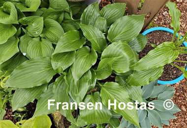 Hosta Mean Green Thing