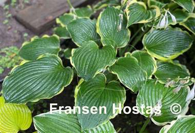 Hosta Medieval Age