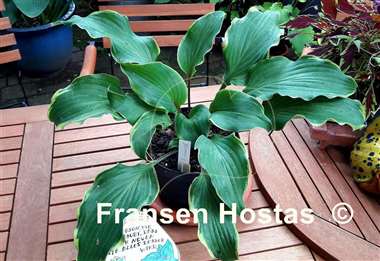 Hosta Memory of Harry