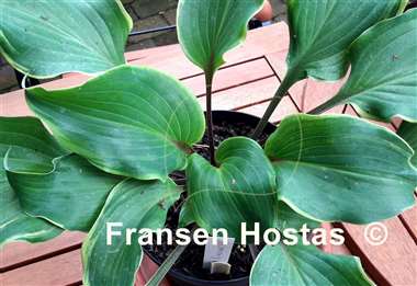 Hosta Memory of Harry