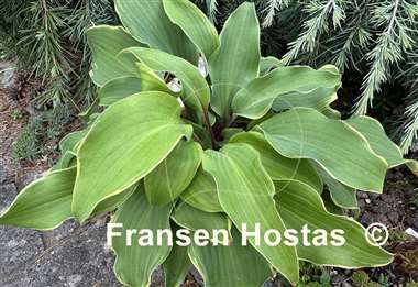 Hosta Memory of Harry