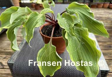 Hosta Memory of Harry
