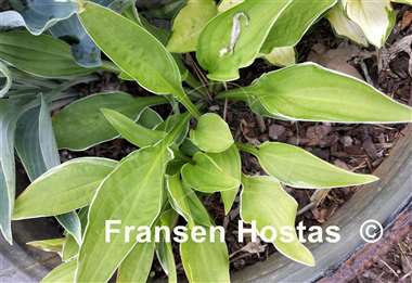 Hosta Mentor Gold
