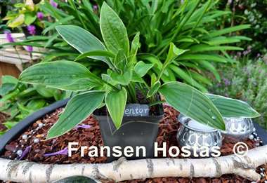 Hosta Mentor Gold