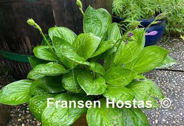 Hosta Midnight Oil