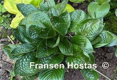 Hosta Midnight Oil