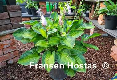 Hosta Midwest Magic