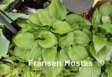 Hosta Midwest Magic