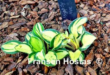 Hosta Mighty Moe