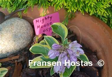 Hosta Mighty Mouse