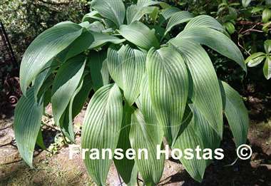 Hosta Mikawa-no-Yuki